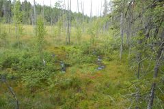 (G.Bernhardt)  Pyhä-Häkki Nationalpark