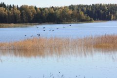 (G.Bernhardt) Vogelzug durch das herbstliche Finnland