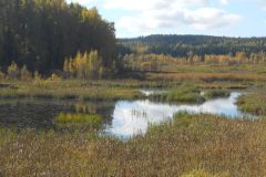 (G.Bernhardt)  Moor bei Pälkäne