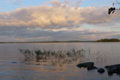 (G.Bernhardt)  Ryhälä