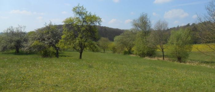 Schiffenberger Wald