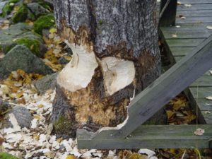 Weidenbach: finnischer Biber