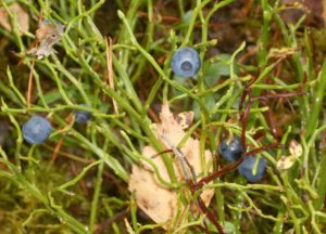 Blaubeeren