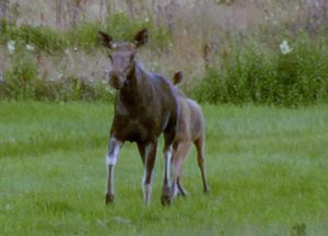 &copy Karl Nitschke: Elch mit Kind