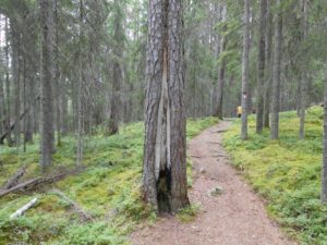 Wanderweg durch den Pyhä-Häkki Nationalpark