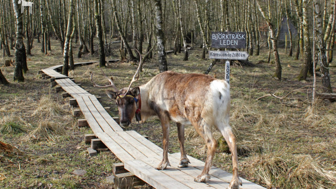 Rentier im Tierpark Sababurg